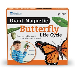 Набор магнитный "Жизненный цикл бабочки" (9 элементов)