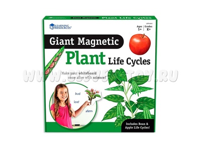 Набор магнитный "Жизненный цикл растений" (12 элементов)