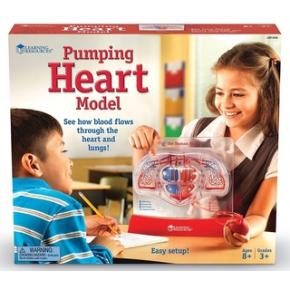 Анатомия. Работа сердца и легких