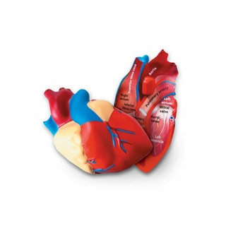 Анатомия. Модель сердца человека