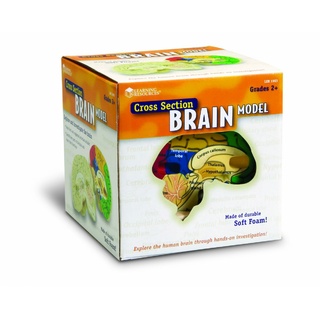 Анатомия. Модель мозга человека