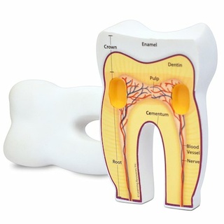 Анатомия. Модель зуба человека