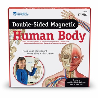 Набор магнитный "Модель человеческого тела" (17 элементов)