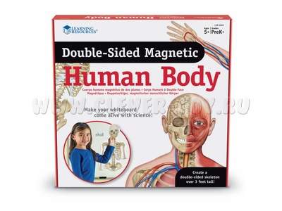 Набор магнитный "Модель человеческого тела" (17 элементов)