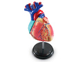Конструктор "Анатомия человека. Сердце" (29 элементов)