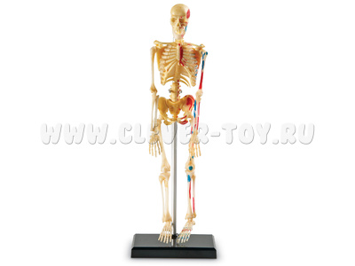 Конструктор "Анатомия человека. Скелет" (41 элемент)