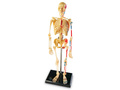 Конструктор "Анатомия человека. Скелет" (41 элемент)