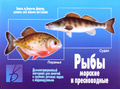 Демонстрационный материал "Рыбы морские и пресноводные"