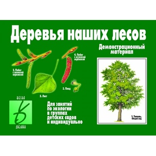 Демонстрационный материал "Деревья наших лесов"