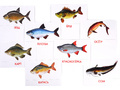 Дидактические карточки "Речные рыбы"
