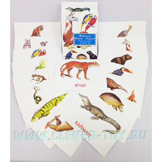 Дидактические карточки "Животные Южной Америки"
