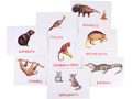 Дидактические карточки "Животные Южной Америки"