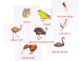 Дидактические карточки "Животные Австралии"
