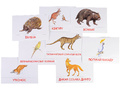 Дидактические карточки "Животные Австралии"