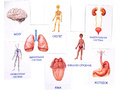 Дидактические карточки "Как устроен человек?" (в плёнке) (остатки)