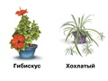 Демонстрационный материал "Комнатные растения и уход за ними"