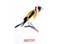 Дидактические карточки "Птицы наших лесов"