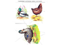 Методическое пособие "Домашние птицы" (дидактический материал)