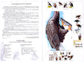 Методическое пособие "Хищные птицы" (дидактический материал)