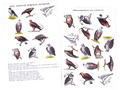 Методическое пособие "Хищные птицы" (дидактический материал)