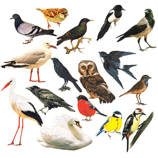 Птицы (демонстрационный материал, фетр)
