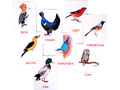 Дидактические карточки "Птицы наших лесов" (в плёнке)