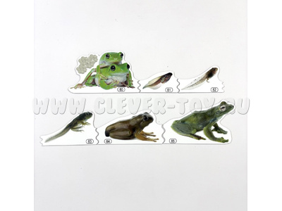 Набор магнитных карточек Метаморфозы лягушки (к плакату Водоём, тема 5)