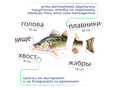 Набор магнитных карточек Кто такие рыбы? (к плакату Водоём, тема 1)