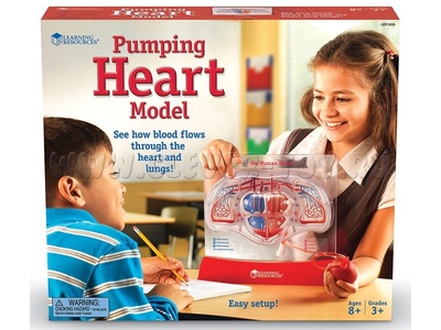 Анатомия. Работа сердца и легких