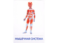 Дидактические карточки "Как устроен человек?" (в плёнке) (остатки)