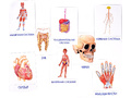 Дидактические карточки "Как устроен человек?" (в плёнке) (остатки)